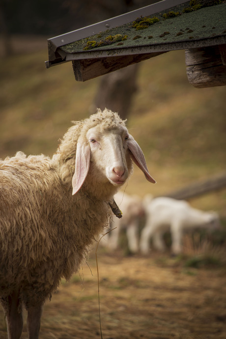 Schaapachtig kijken