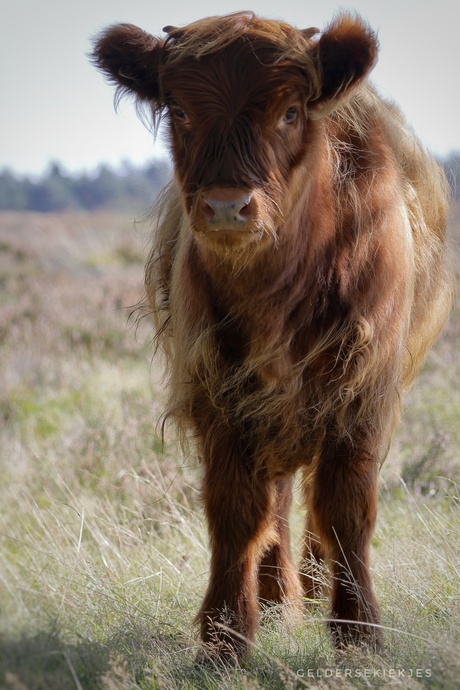 Schotse Hooglander kalf