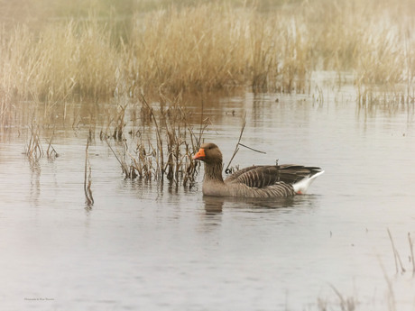 Bij een koude dag eendjes in de Polders