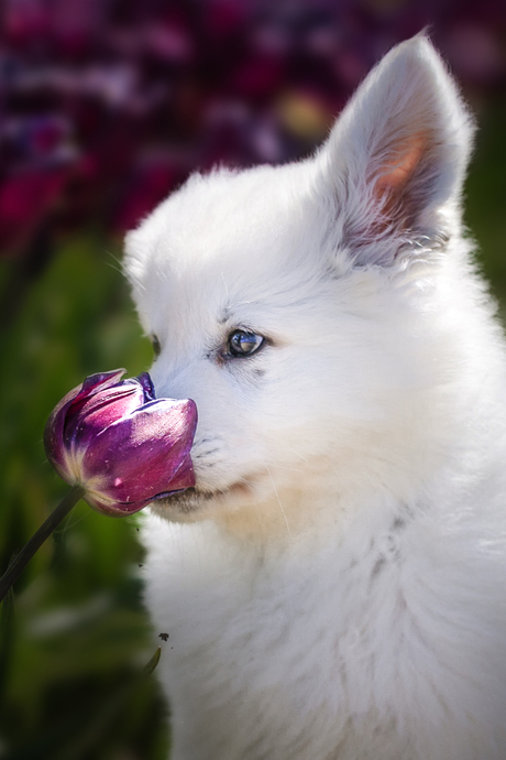 Zwitserse witte herder