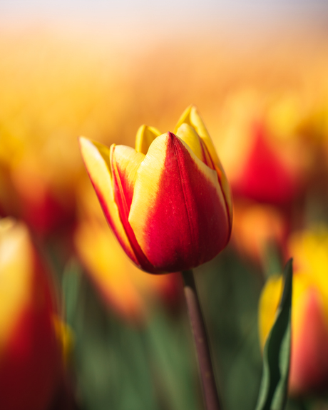 Rood gele tulp