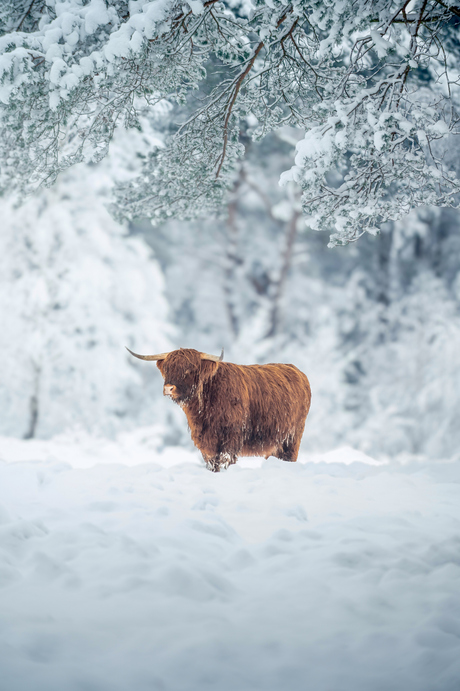 Hooglander in de sneeuw