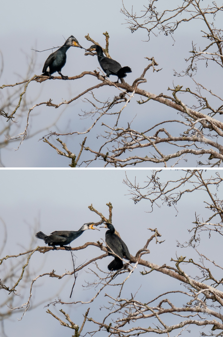 Boos na mislukte overdracht 