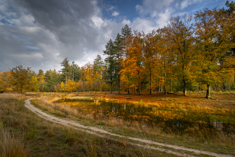 Maasduinen herfst 2024