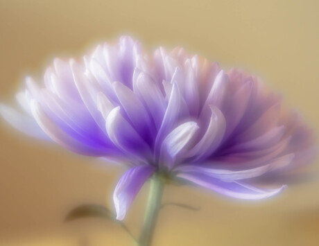 Beautiful purple Dahlia.
