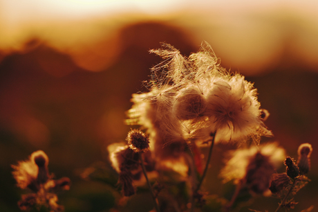 Distel in avondzon