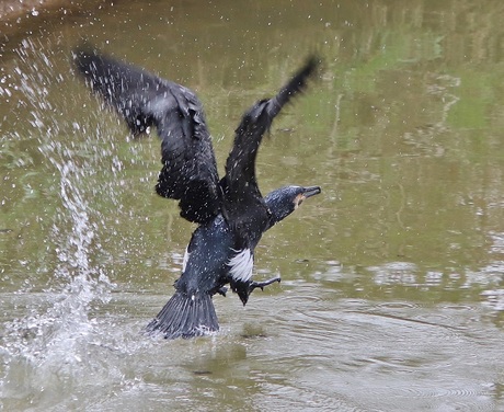 Aalscholver vliegt met geweld uit 't water