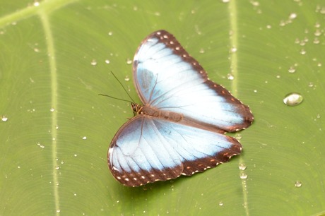 Vlinder