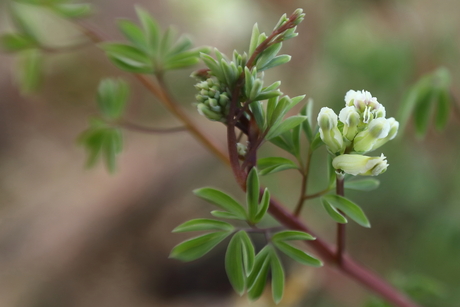 rankende helmbloem