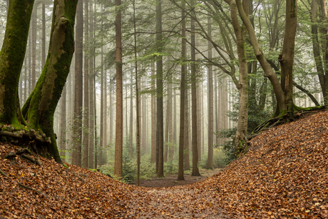 mistig herfstbos