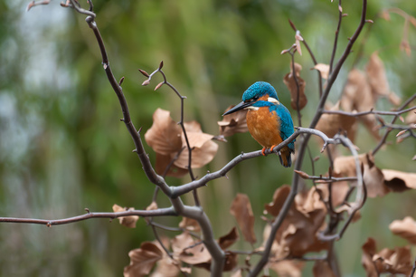 IJsvogel