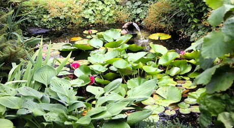 mooi klein vijvertje