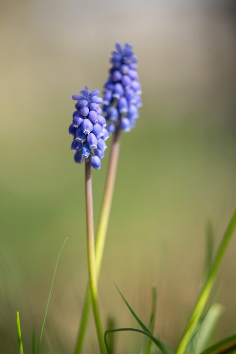 Blauwe druifjes