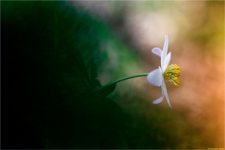 Bosanemoon - Anemone nemorosa