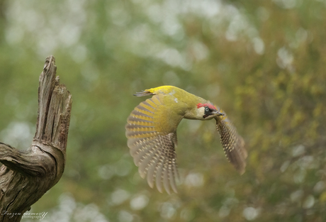 Groene specht in vlucht