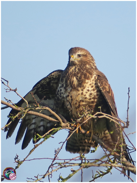 Buizerd …