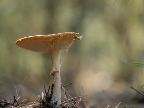 Paddenstoel in het bos