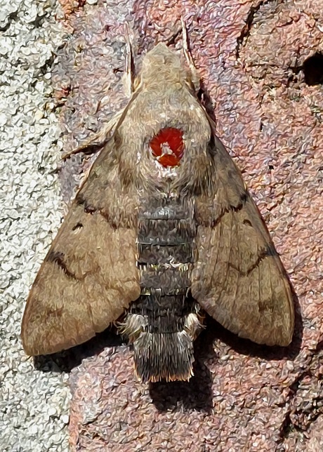 Gehavende kolibrievlinder