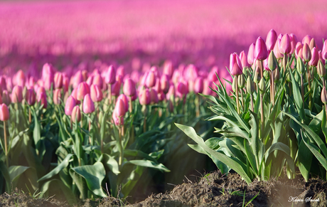 Tulpen in de ochtendzon