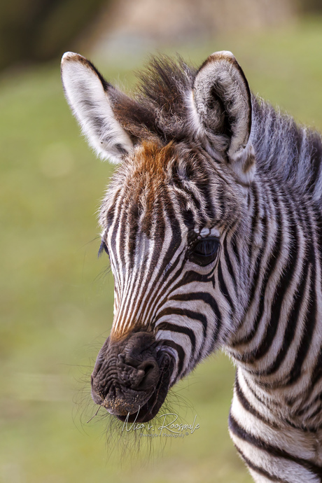 Zebra young