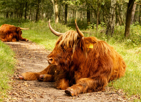 Schotse hooglander op het pad. 