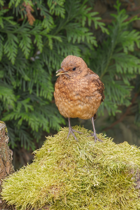 Een nakomeling of een 2de nest ---