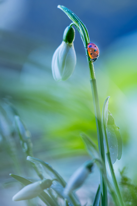 Klein bezoekertje op de sneeuwklokjes.