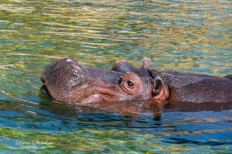 Wildlands Hippo