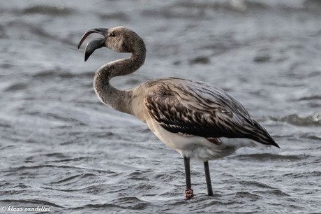 europese flamingo - 9959