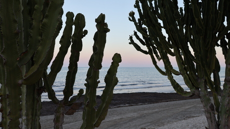 Strand en kaktus