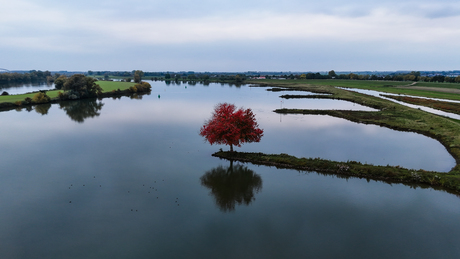 Herfstboom aan de Lek