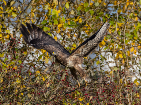 Buizerd