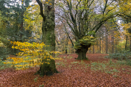 Park Zypendaal Arnhem