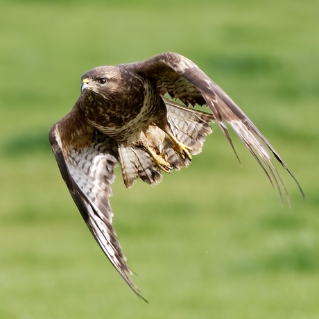 Opvliegende buizerd