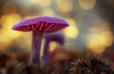 Paarse herfst