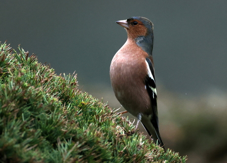 vink