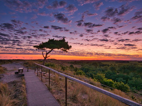 Lonely Tree