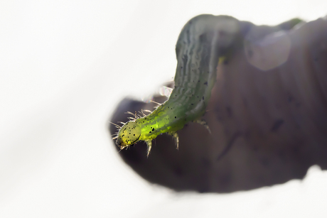 rups van het gamma-uiltje 