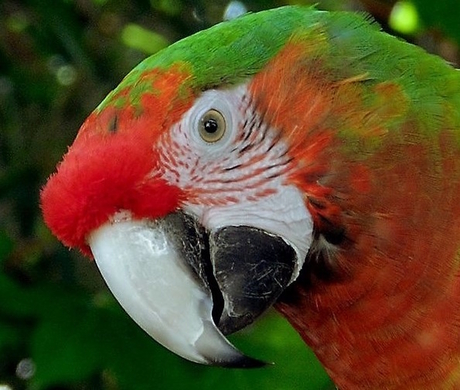 Ata