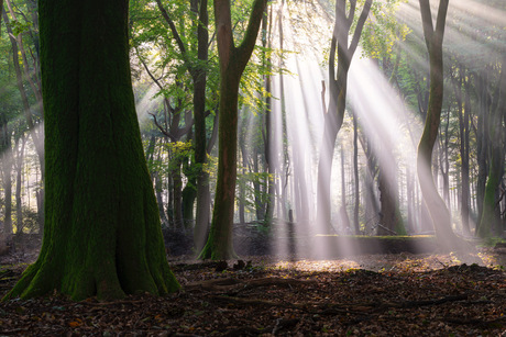 Lichtshow in het sprookjesbos