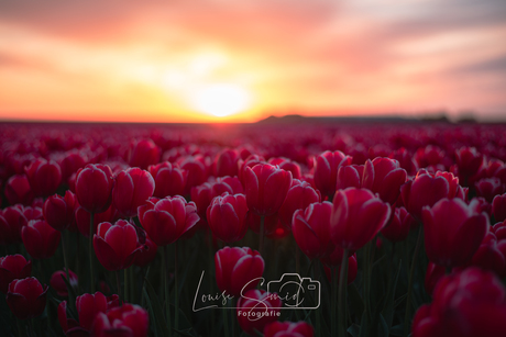 Tulpen in het Groninger landschap