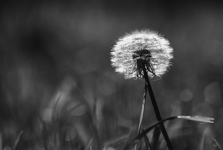 Paardenbloem