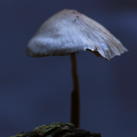 Grote bloedsteelmycena