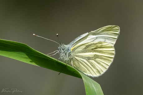 Geaderd Witje