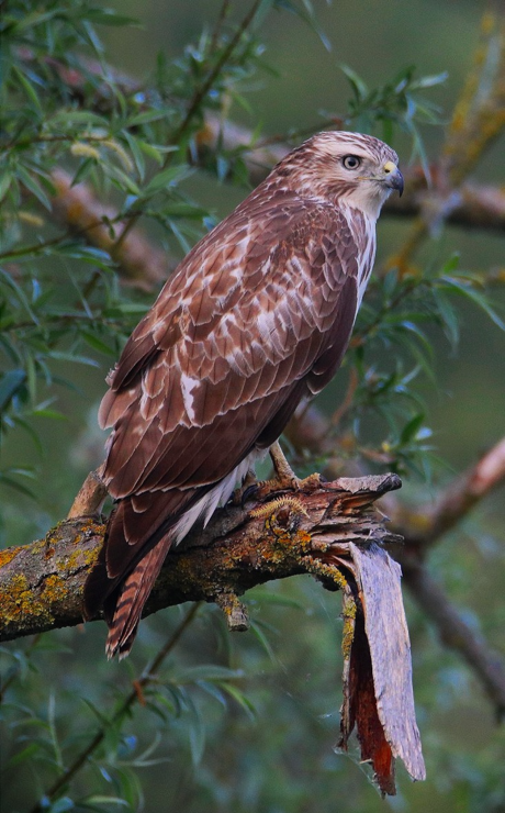 Buizerd