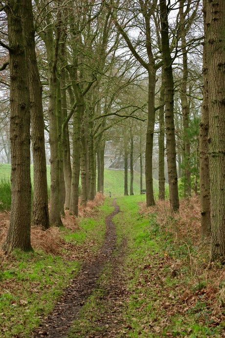 de ochtend wandeling 