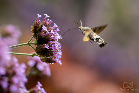 Een zomerse ontmoeting met een kolibrievlinder 