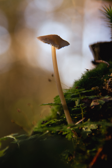 Dreamy Mushroom