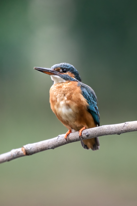 IJsvogel 