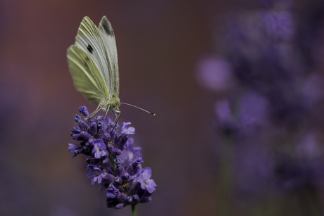 Purple & White